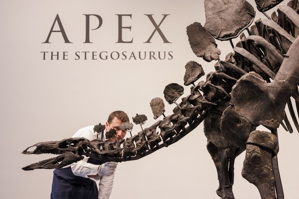 epaselect epa11470287 A Sotheby&#039;s handler inspects the 150-million-year-old skeleton of a stegosaurus named &#039;Apex&#039;, on display at Sotheby&#039;s auction house in New York, New York, USA ...