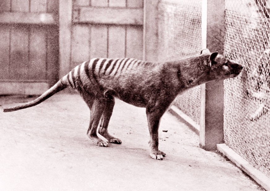 Un tigre de Tasmanie au zoo de Hobart. L'animal existera-t-il bientôt à nouveau?
