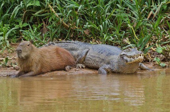 cute news tier capybara krokodil

https://www.reddit.com/r/capybara/comments/z7uwua/friendship_goals/