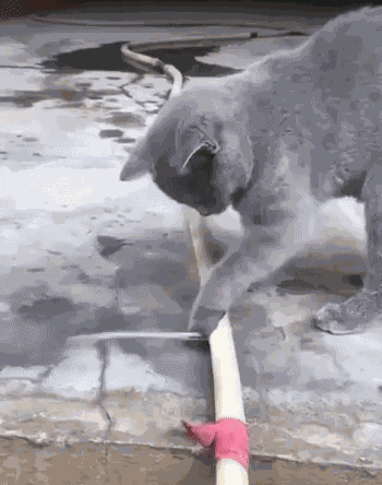 GIF animé
