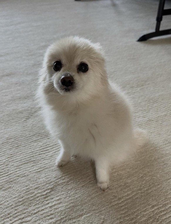 cute news tier hund

https://www.reddit.com/r/aww/comments/1uvnxba/update_on_my_seal_pup_nearly_18_years_spry_and/