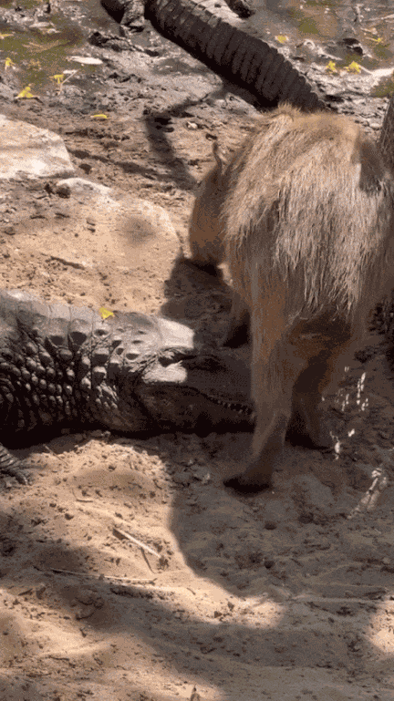 GIF animé