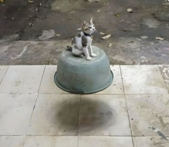 Die lustigsten Fails der Woche: Schwebende Katze
