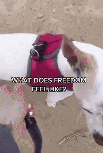 GIF animé