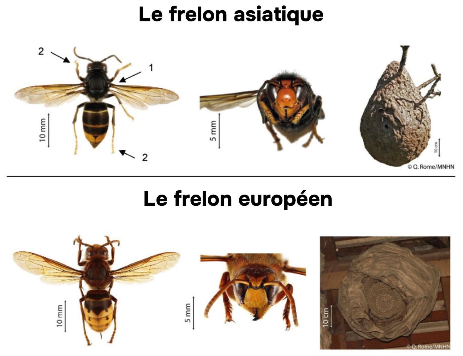 Une comparaison entre le frelon asiatique et le frelon européen.