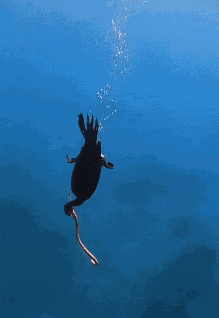 GIF animé