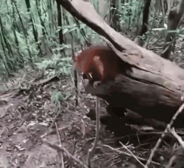 GIF animé