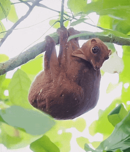 GIF animé