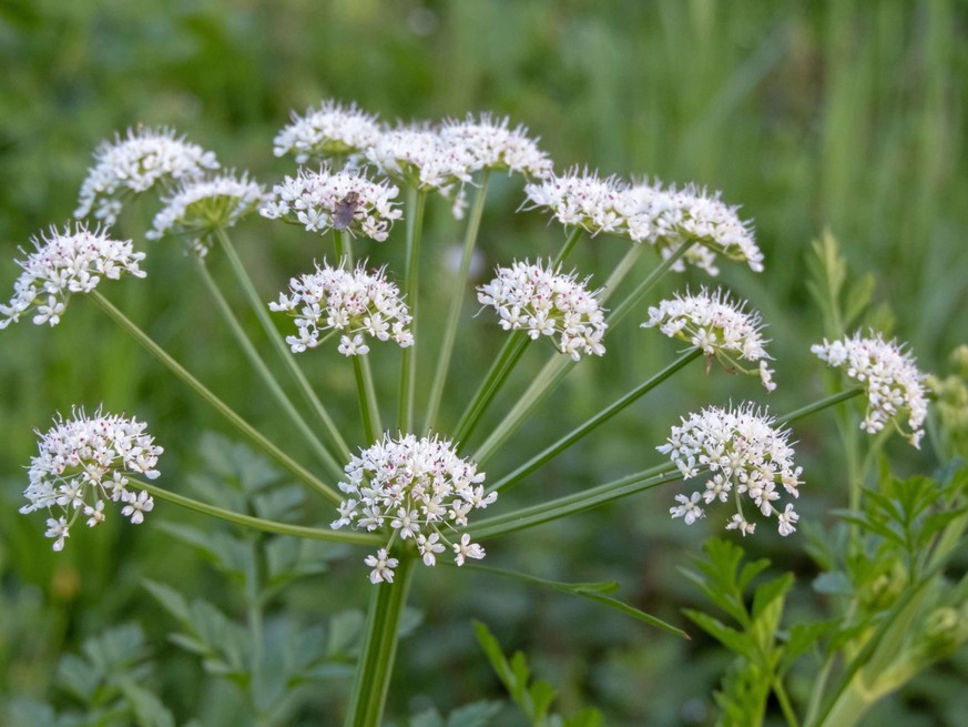 Avec la Grande Ciguë, l&#039;Oenanthe safranée compte parmi les espèces végétales les plus mortelles d&#039;Europe. Sa floraison s&#039;étend d&#039;avril à juin.