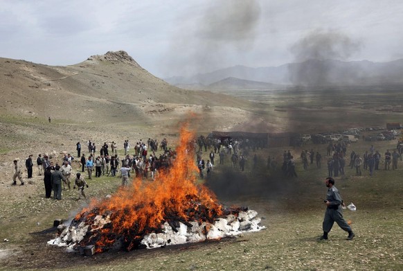 La police afghane détruit des pavots.