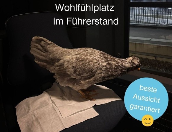 Une poule retrouvée dans un train Thurbo.