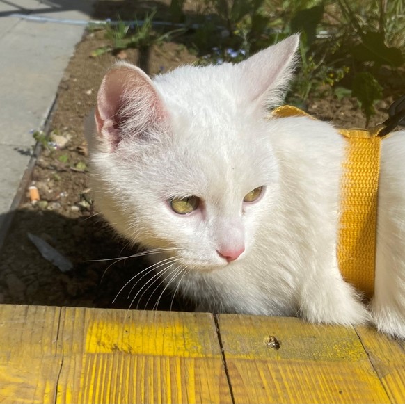 L&#039;un des chats d&#039;un réfugié ukrainien dans les centres fédéraux pour requérants d’asile (CFA) de Bâle.