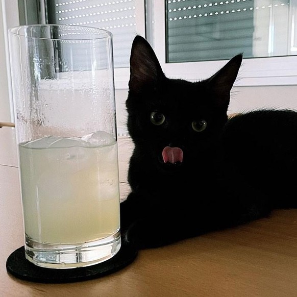 cute news animal tier katze cat

https://www.boredpanda.com/hey-pandas-post-a-pics-of-your-pet-trying-to-steal-food-or-beverages/?utm_source=ecosia&amp;amp;utm_medium=referral&amp;amp;utm_campaign=org ...
