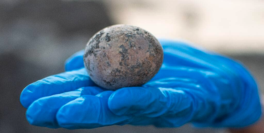 oeuf millénaire découverte archéologie Israël poule volaille accident scientifique science