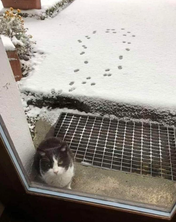 Katze Schnee wäh
