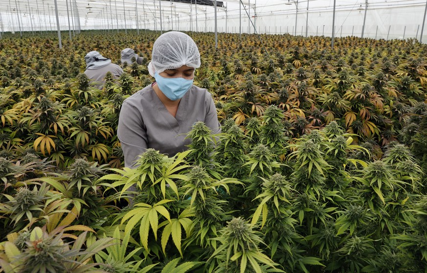 epa09328969 Workers take care of cannabis plants in the nursery of the Clever Leaves company, in Pesca, department of Boyaca, Colombia, 01 July 2021 (Issued 07 July 2021). With a growing market, the m ...