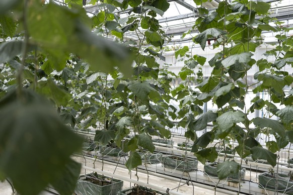 Différents cépages sont cultivés à des fins de recherche dans une serre d’Agroscope, le 1er juillet 2026 à Wädenswil (ZH).