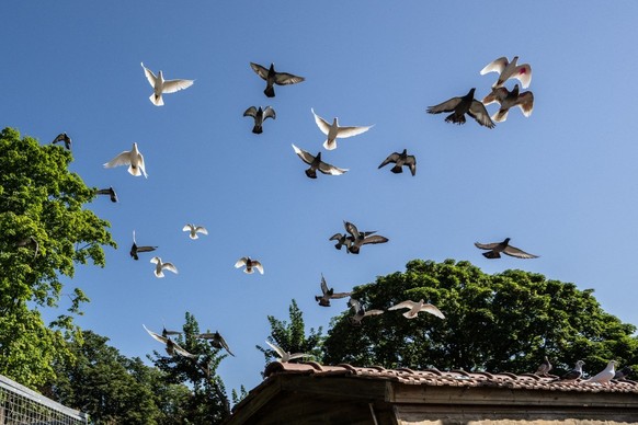 Les pigeons étaient utilisés comme moyen de communication dans les guerres.