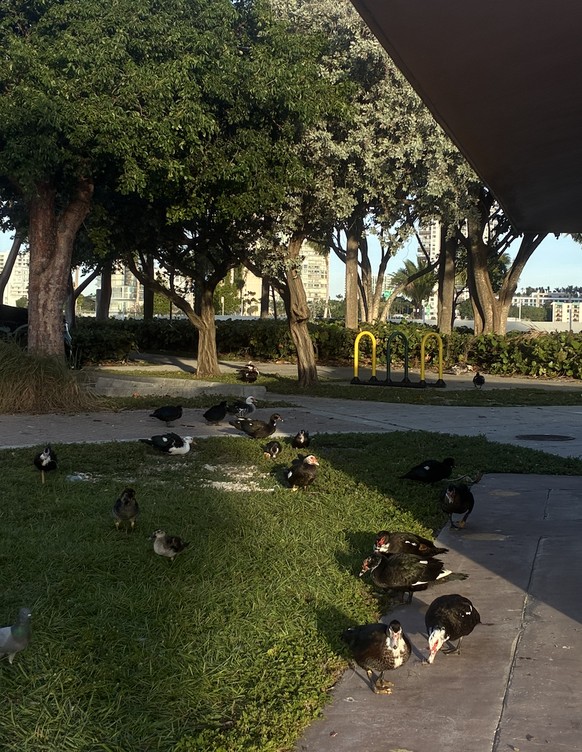 Oui, un froid de canard(s).