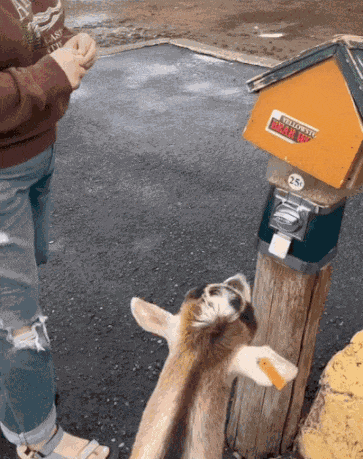 GIF animé