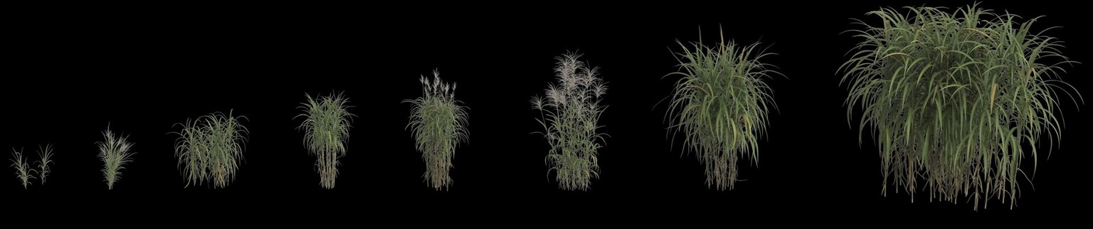 Evolution d'un plant de miscanthus.