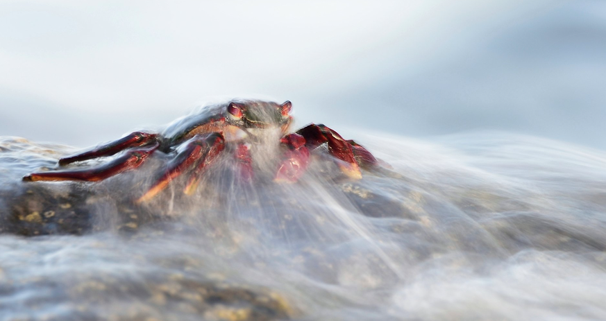 Naturbilder des Jahres, Tierbilder, World Nature Photography Awards