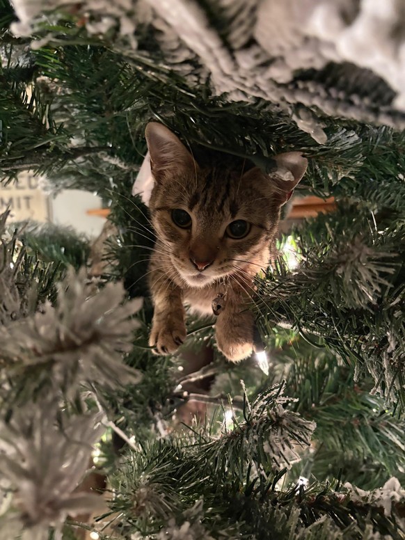 cute news tier katze

https://www.reddit.com/r/catsandchristmastrees/?captcha=1