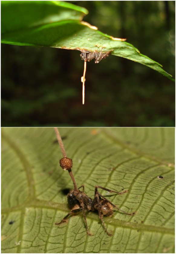 Une fourmi infectée par le champignon Ophiocordyceps unilateralis. On la voit accrochée à une feuille en hauteur.