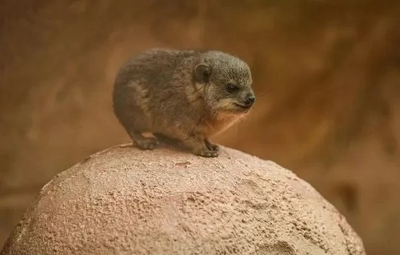 cute news tier schliefer

https://www.reddit.com/r/capybara/comments/185w14f/what_are_your_thoughts_on_hyraxes_theyre_so/