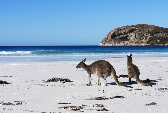 Mar 26, 2011 - Esperance, Western Australia, Australia - Two grey kangaroos sit on the beach at Lucky Bay in Cape Le Grand National Park outside of Esperance. The beaches on Western Australia s southe ...