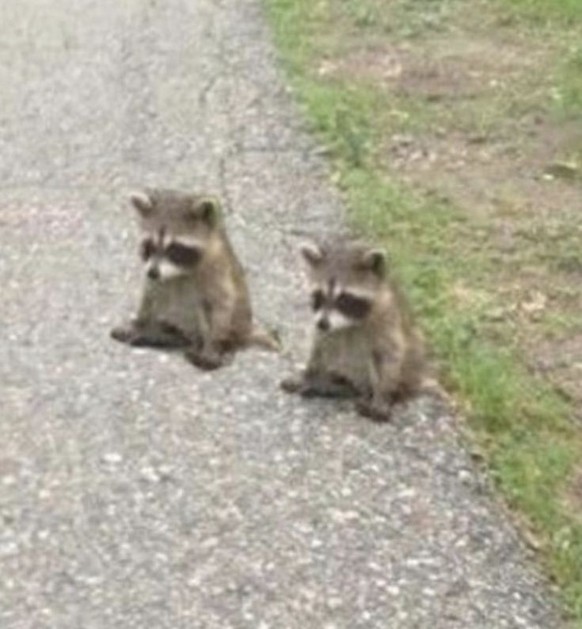 cute news tier waschbär

https://ch.pinterest.com/pin/549509592044375020/