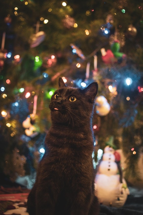 cute news tier katze

https://www.reddit.com/r/catsandchristmastrees/comments/zlf389/my_boy_after_seeing_the_christmas_tree/