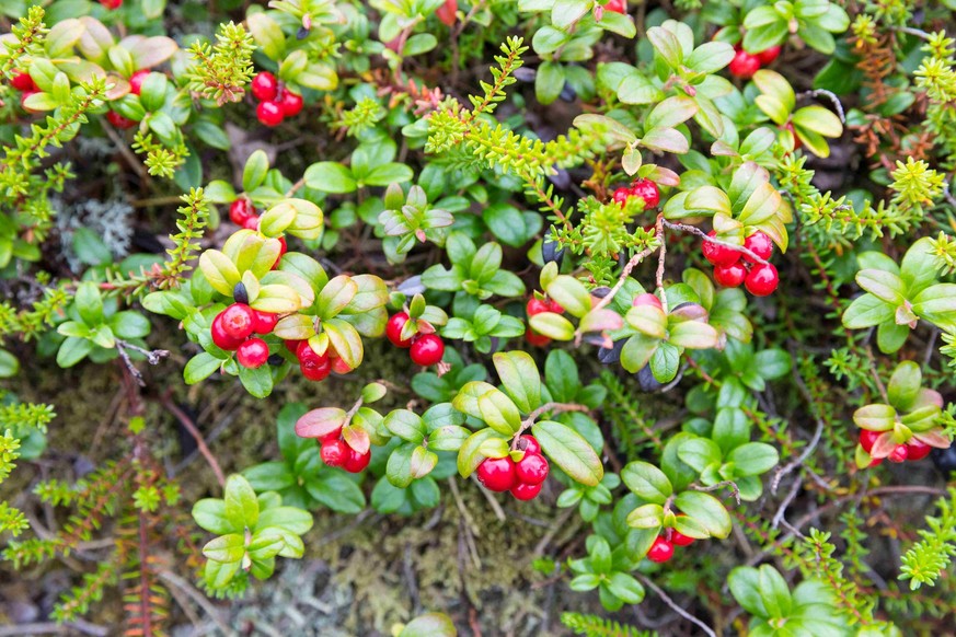 Vaccinium vitis-idaea, l'Airelle.