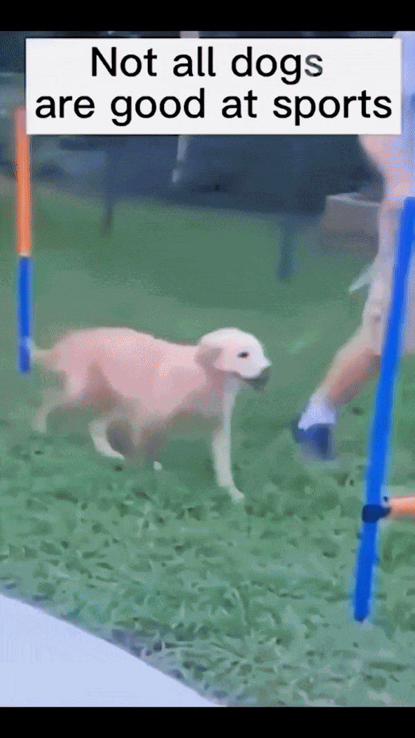 GIF animé