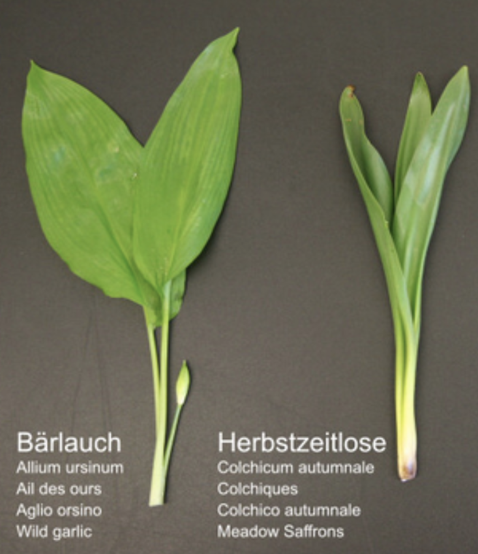 Il n'est pas toujours facile de distinguer les deux plantes.