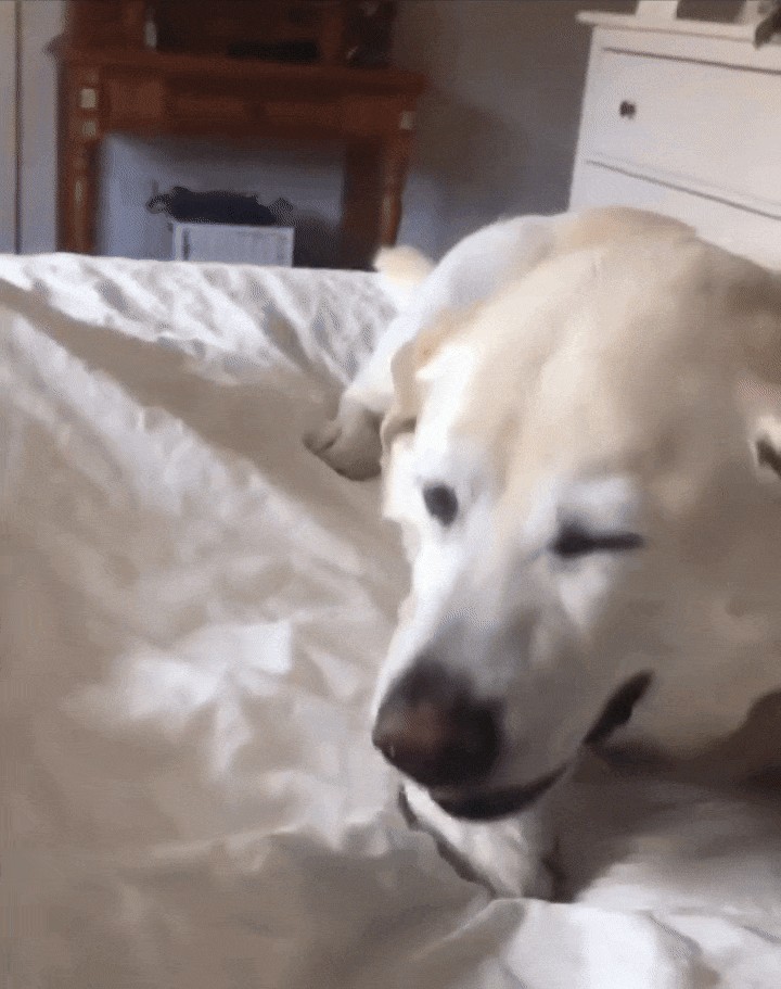 GIF animé