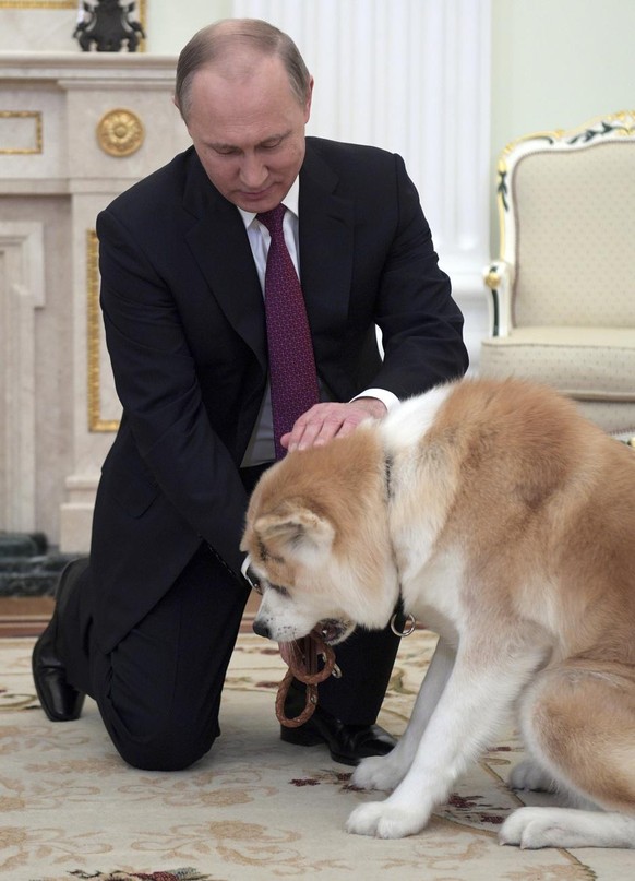 In this photo taken on Wednesday, Dec. 7, 2016, and made available on Tuesday, Dec. 13, Russian President Vladimir Putin plays with his Akita-inu dog Yume before his interview with the Nippon Televisi ...