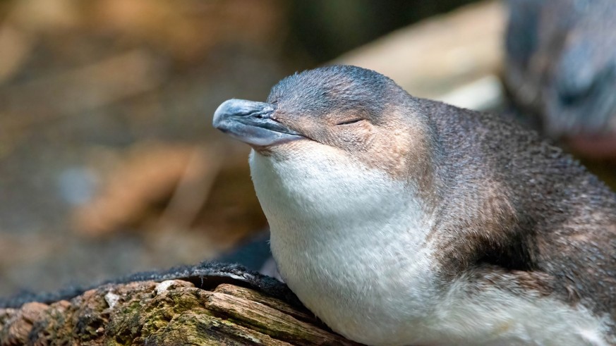 kleiner blauer Pinguin - Stock-Fotografie
kleiner blauer Pinguin