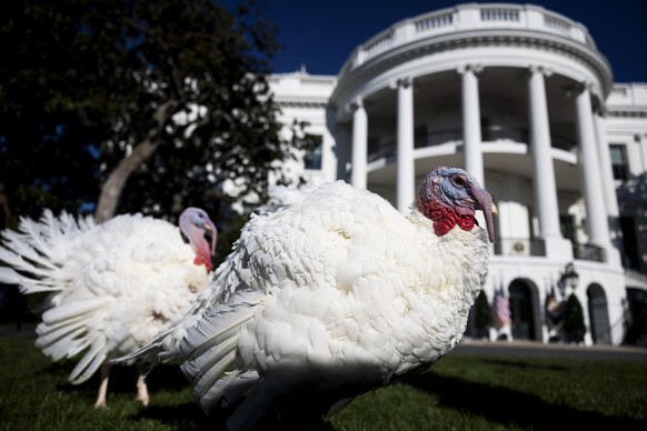 epa11740175 Peach and Blossom, the 2024 National Thanksgiving Turkeys, prior to receiving a presidential pardon from US President Joe Biden (not pictured) as part of the 77th annual National Thanksgiv ...