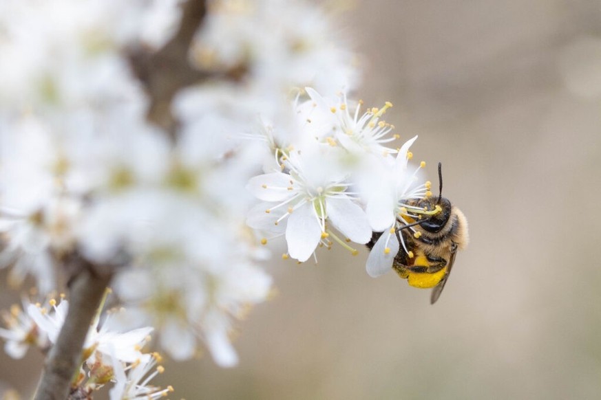 Stopper le déclin des abeilles, assurer la pollinisation.