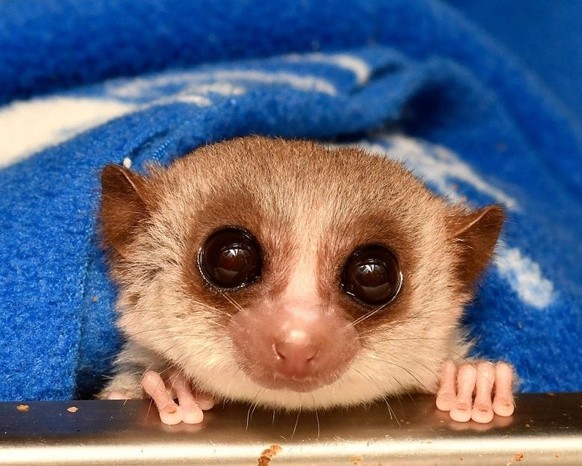 cute news tier lemur

https://imgur.com/gallery/watch-out-i-am-darkness-i-am-death-i-am-infamous-fat-tailed-dwarf-lemur-of-madagascar-dBNmQk2#/t/aww