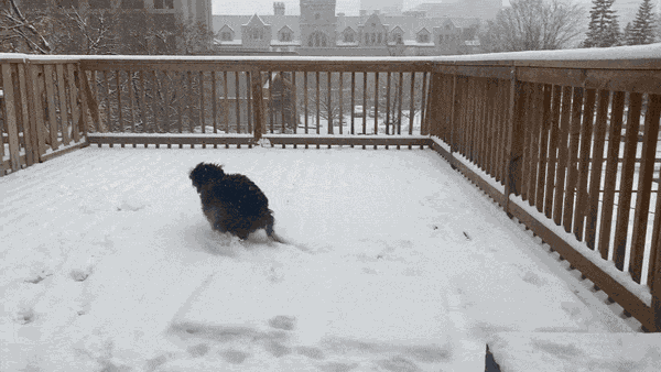 GIF animé