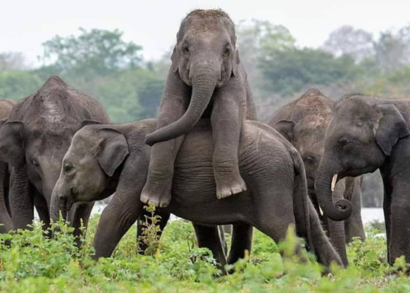 cute news tier elefanten

https://www.reddit.com/r/Elephants/comments/15sdltg/_/