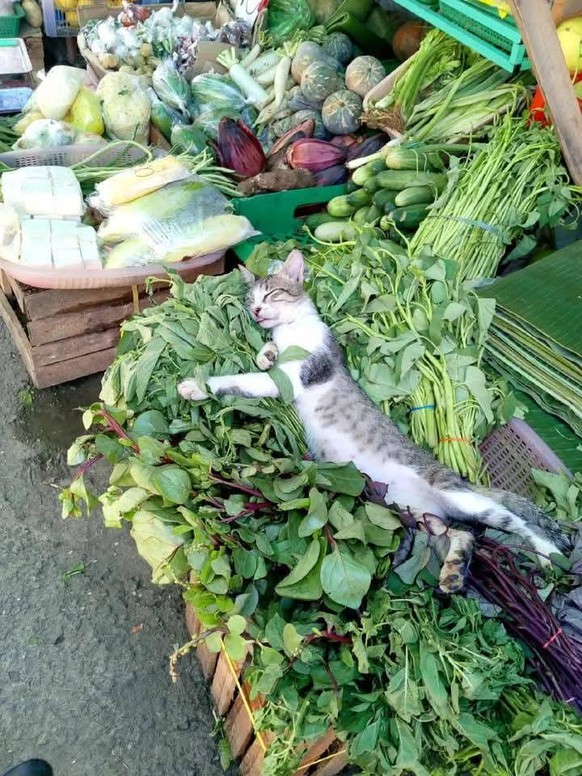 cute news tier katze

https://www.reddit.com/r/FunnyAnimals/comments/1v813ra/time_to_rest_lol/
