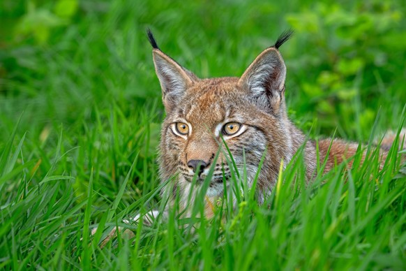 Eurasian lynx Lynx lynx resting in grassland, meadow *** EURASIAN Lynx Lynx Lynx RESTING in grassland, Meadow Copyright: imageBROKER/alimdix/xArterrax/xP ibltsm10552969.jpg RECORD DATE NOT STATED Bitt ...