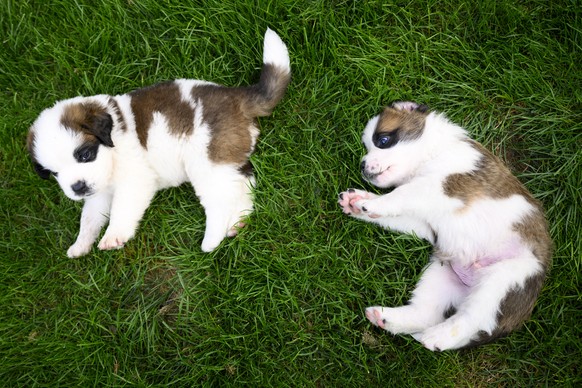 epa10146890 Two of seven one month old puppies Sant-Bernard play in the grass at the Barry Foundation's kennel, in Martigny, Switzerland, 30 August 2022. The Saint Bernard dog "Edene du Gran ...