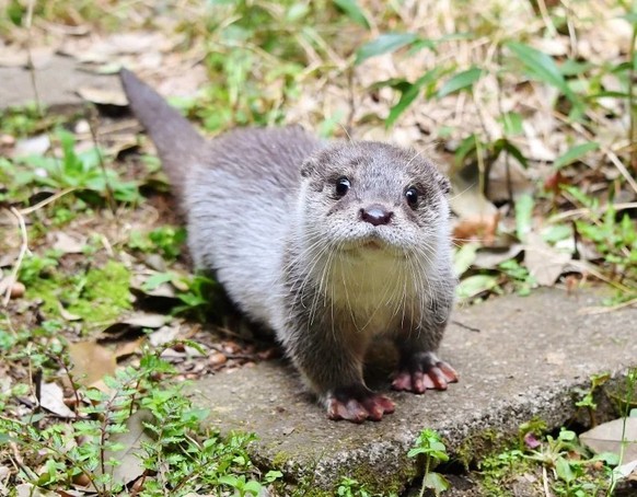 cute news animal tier otter

https://www.reddit.com/r/Otters/comments/v7oue6/these_babies_are_otterly_adorable_thats_why_my/