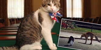 Larry, le célèbre chat au service de l'Angleterre, terrorise un renard🦊  