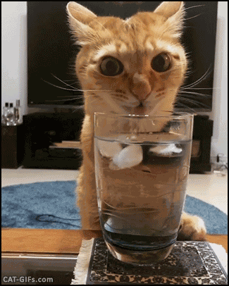 GIF animé