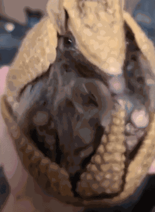GIF animé